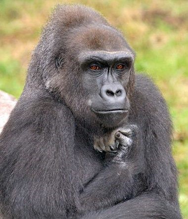 A gorilla resting its chin on its hand, as if deep in thought