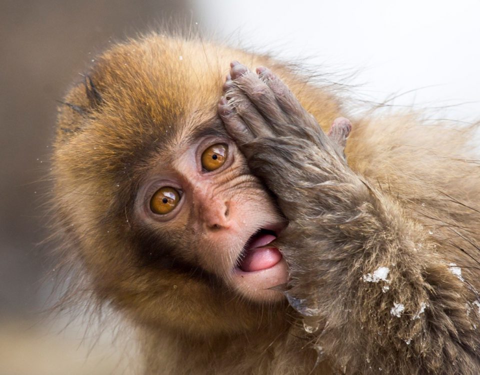 A young monkey covering the side of its face, its mouth open in surprise