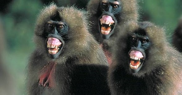 Three gelada monkeys baring their teeth and pink gums