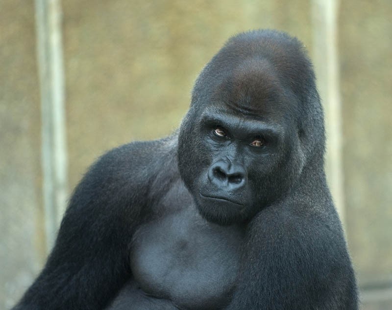 A gorilla looking sideways at the camera with a skeptical expression