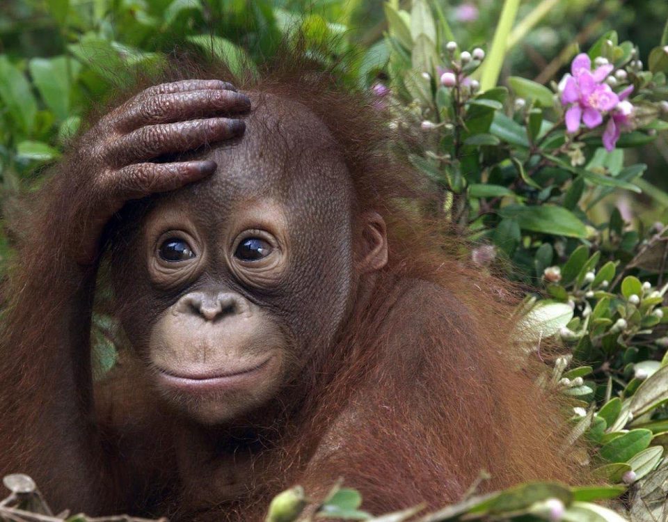 A young orangutan with one hand on its head, surrounded by green leaves